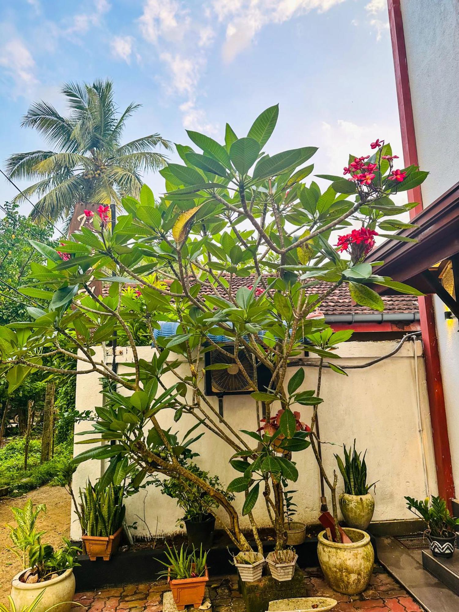 New Panda House Galle Exterior foto